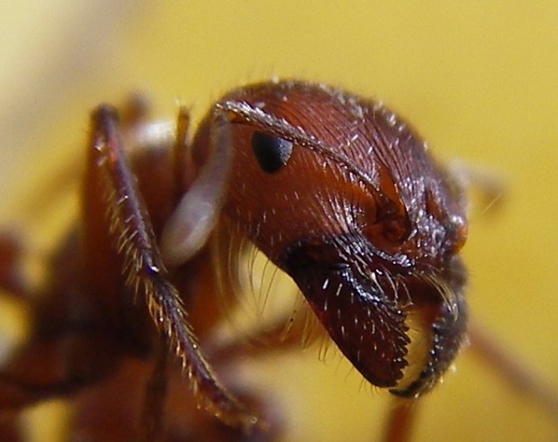 Close up of an ant