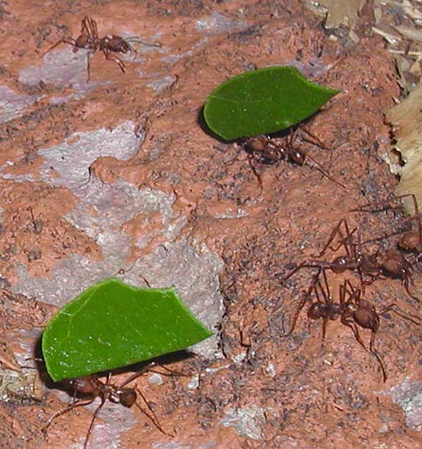 Leaf-cutting ants carry their piece of leaf back to the nest, where smaller workers cut the leaves into small pieces – courtesy of Wikipedia