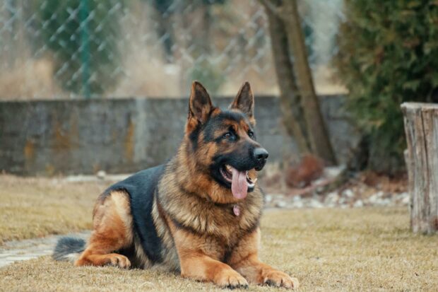 A German Shepherd dog sits on grass, showcasing its alert posture and attentive expression.